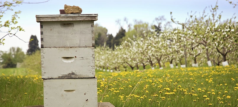 Beekeeping with Blooming Apple Trees in Background