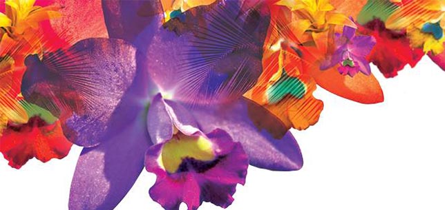 orchidskew