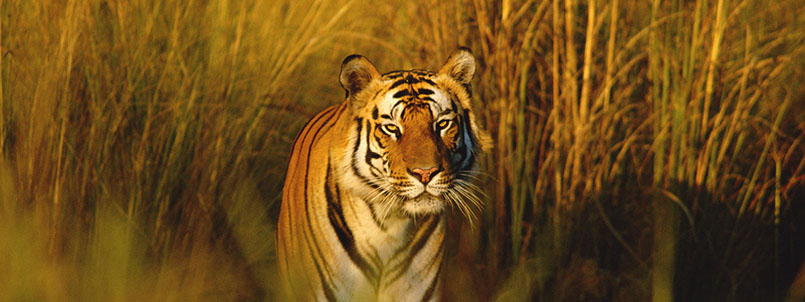 Bengal tiger portrait, Bandhavgarh NP, Madhya Pradesh, India