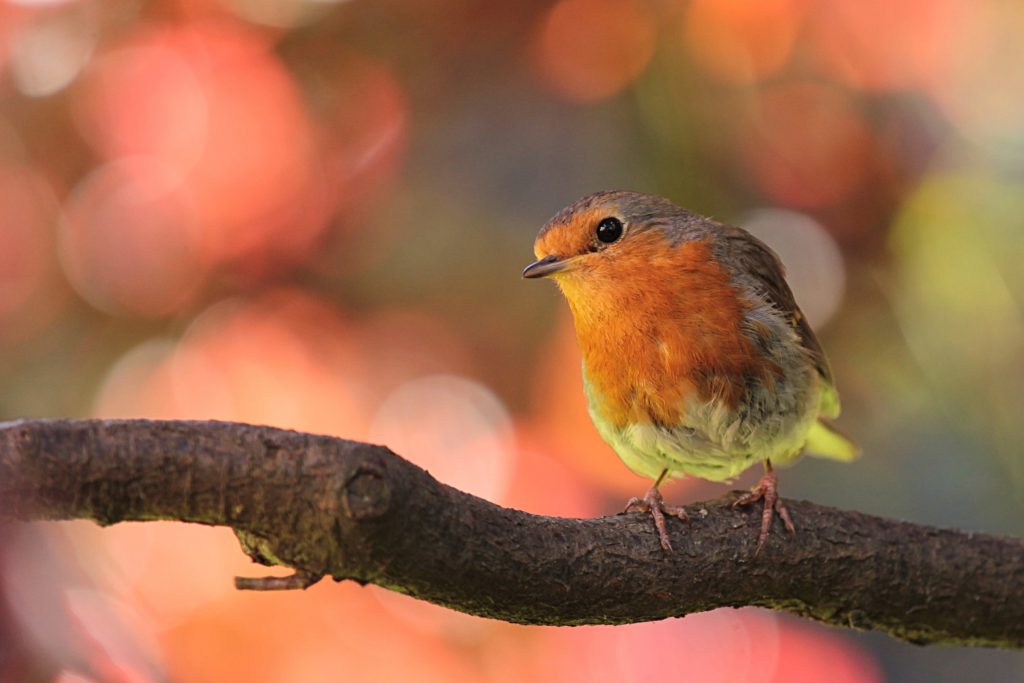 Make Your Own Bird Food